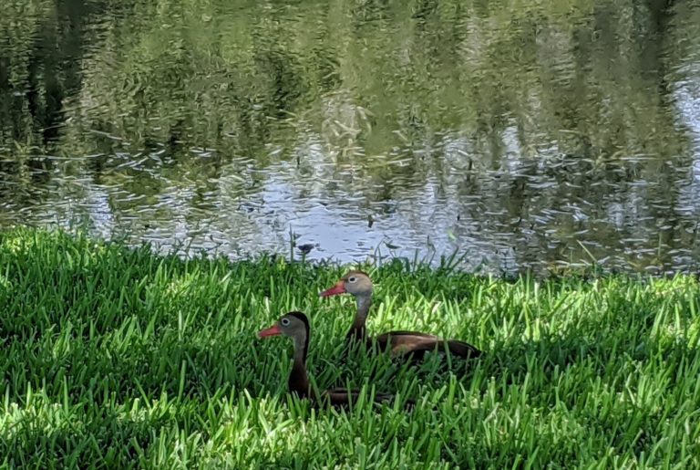 Ducks at Venetian Gardens in Leesburg