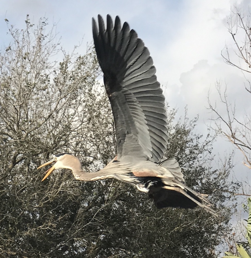 Heron In Flight At Venetian Gardens