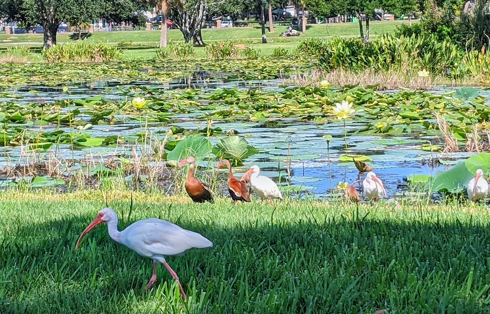 Ducks And Egrets At Venetian Gardens In Leesburg