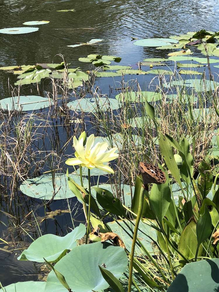 Lily Pads At Venetian Gardens