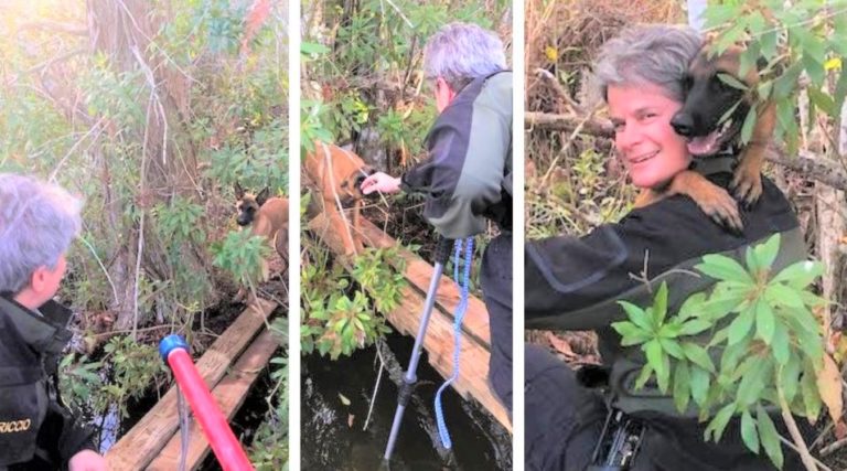 Animal enforcement officer lauded for rescuing dog trapped in alligator-infested swamp