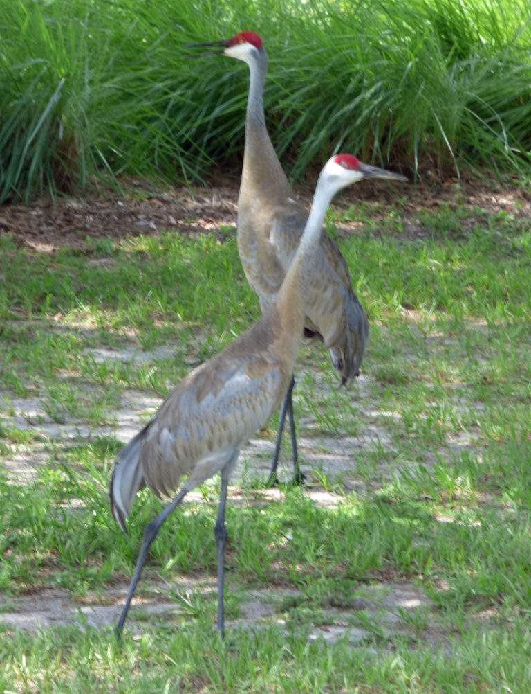 Pair Of Sandhill Cranes On A Golf Course