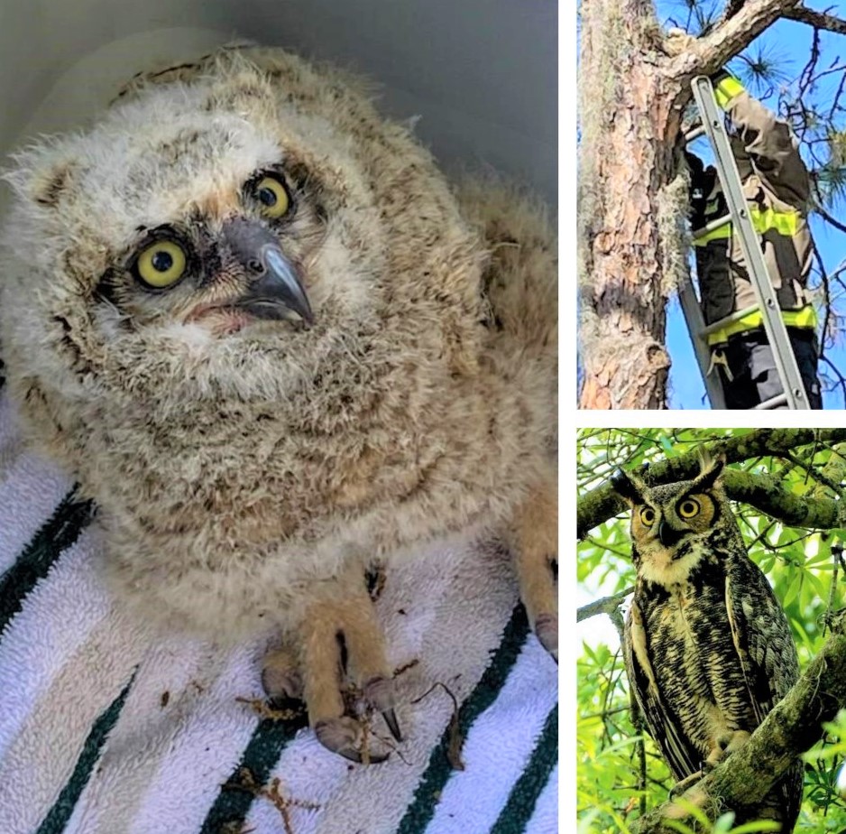 Lcfr Rescues Fallen Baby Owl