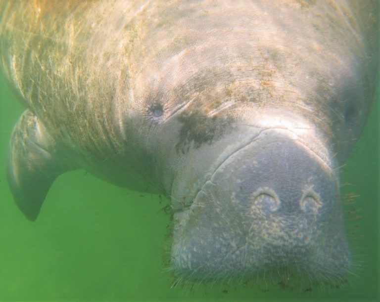 Area residents asked to report manatee sightings in local water bodies