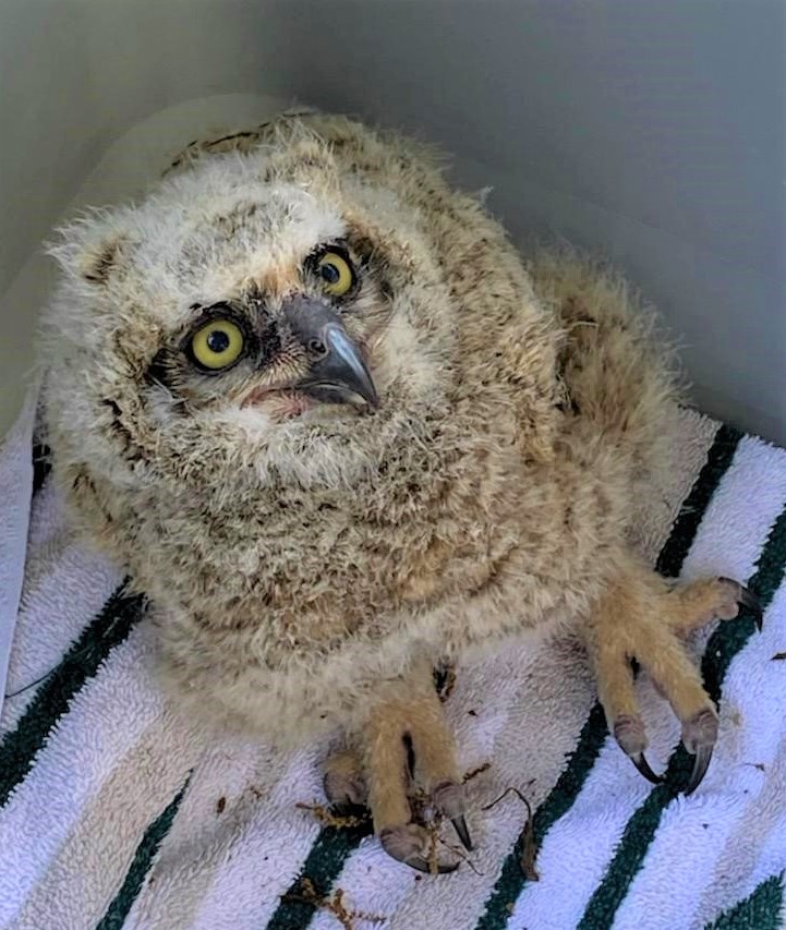 Baby owl received help after falling from nest