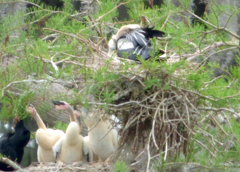 Baby Anhingas In Nest