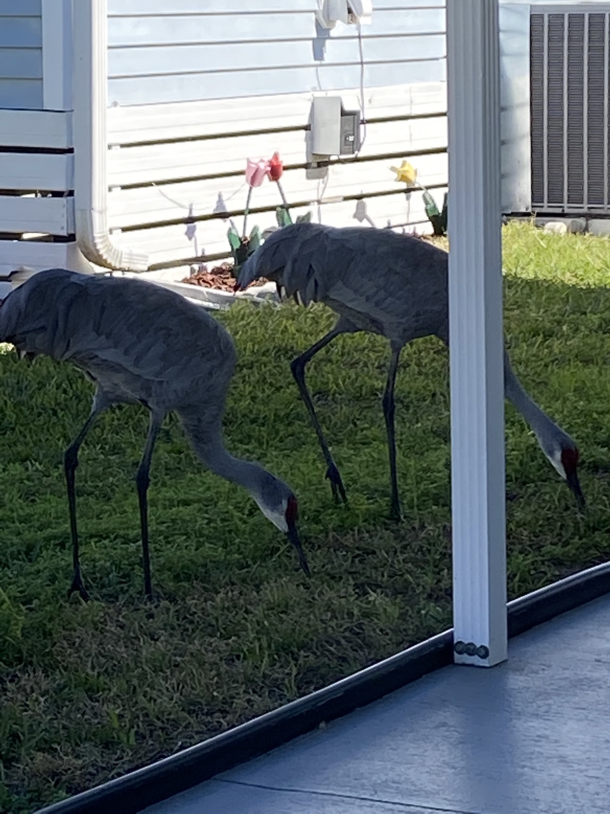 Sandhill Cranes Spotted In Leesburg
