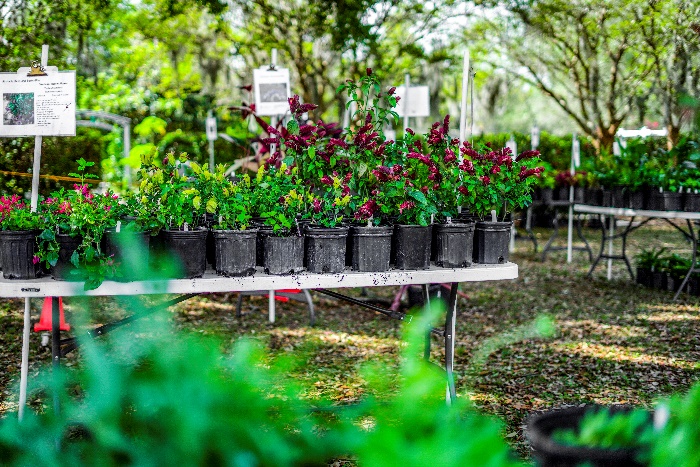 Plant Sale