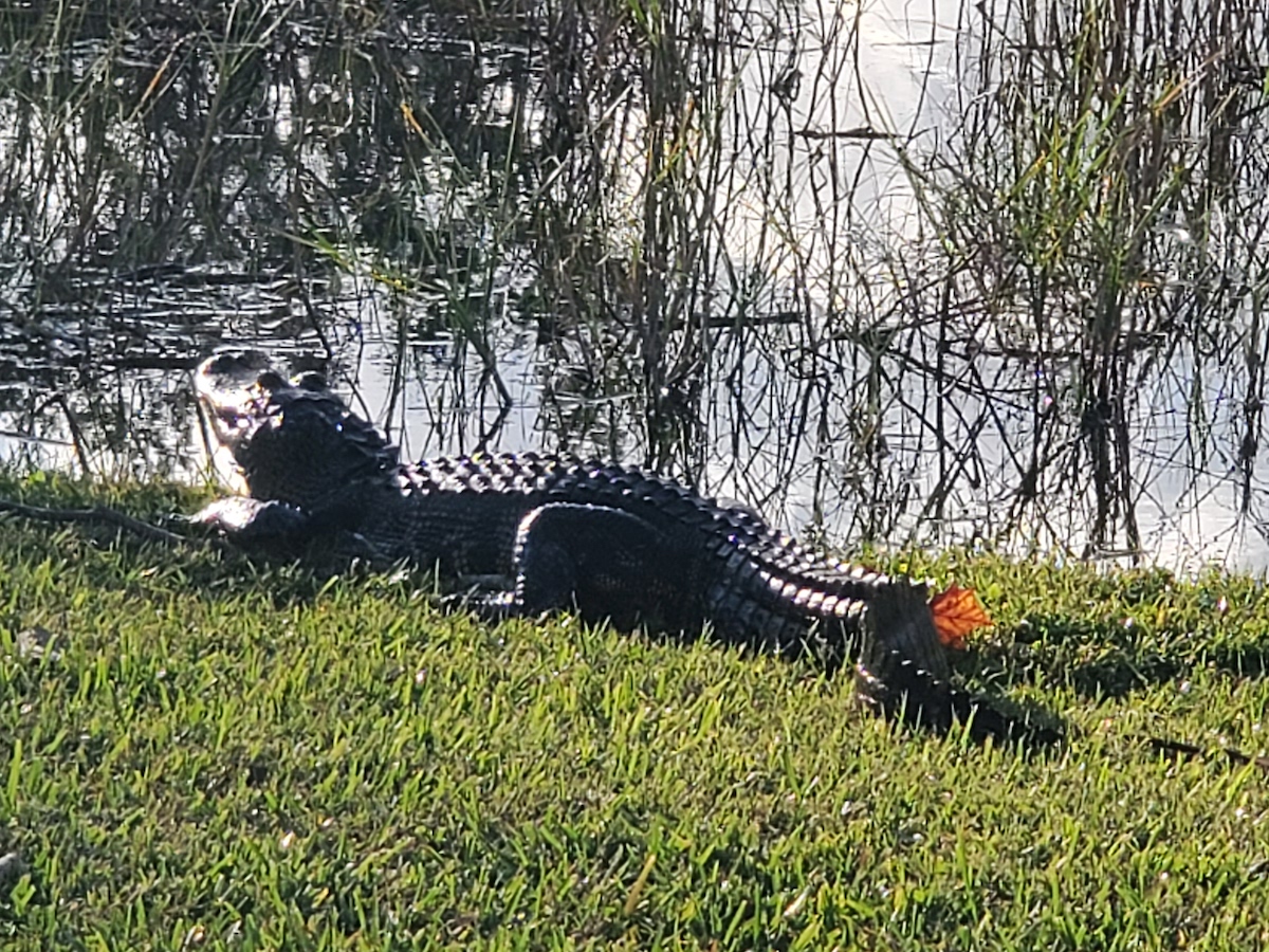 Alligator Soaking Up The Sun At Venetian Gardens In Leesburg