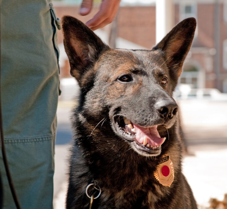 Wanted man strikes police dog while being apprehended