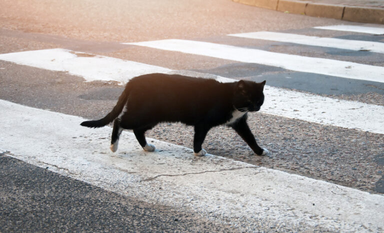 Cat crossing road