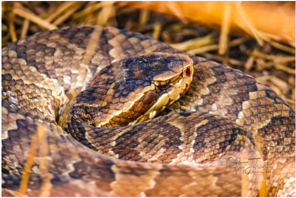 A coiled Cottonmouth snake