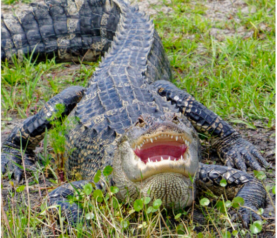 Alligator with monster smile