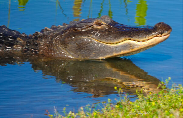 Smiling alligator