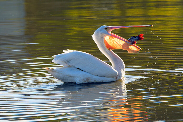 Beautiful pelican gobbles up a fish