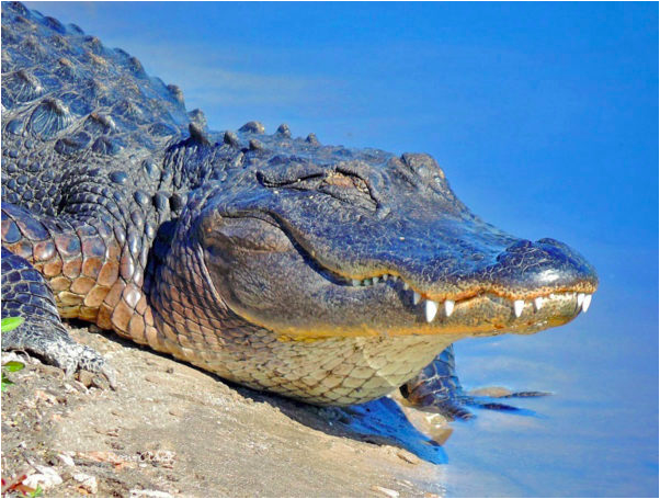toothy alligator