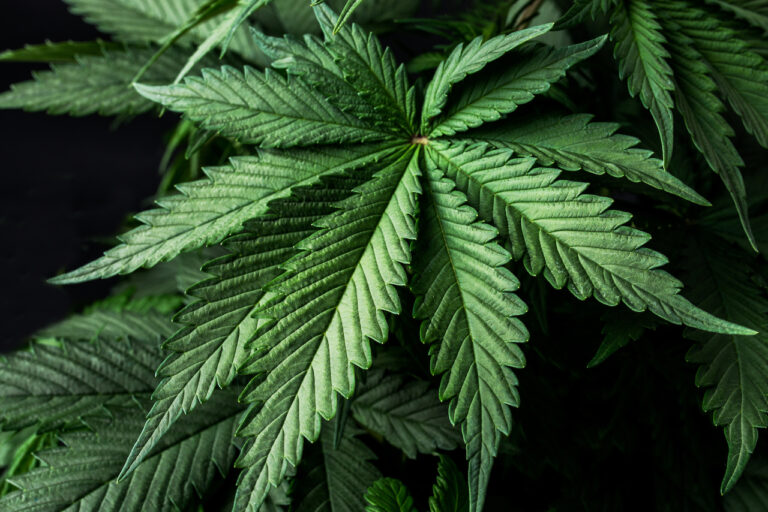 leaf cannabis marijuana