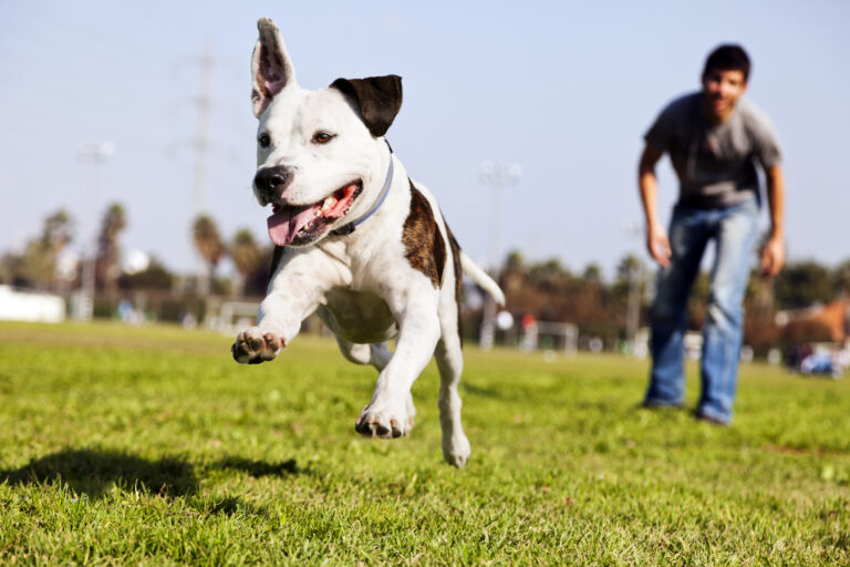 Mid Air Running Pitbull Dog