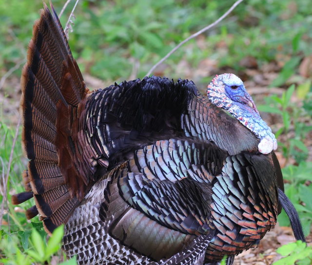 Wild Turkey