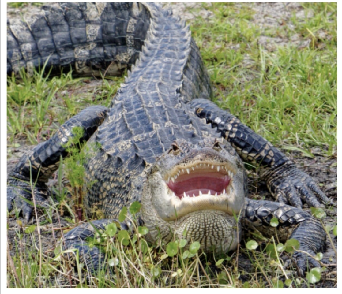 Alligator with a big smile in Lake County