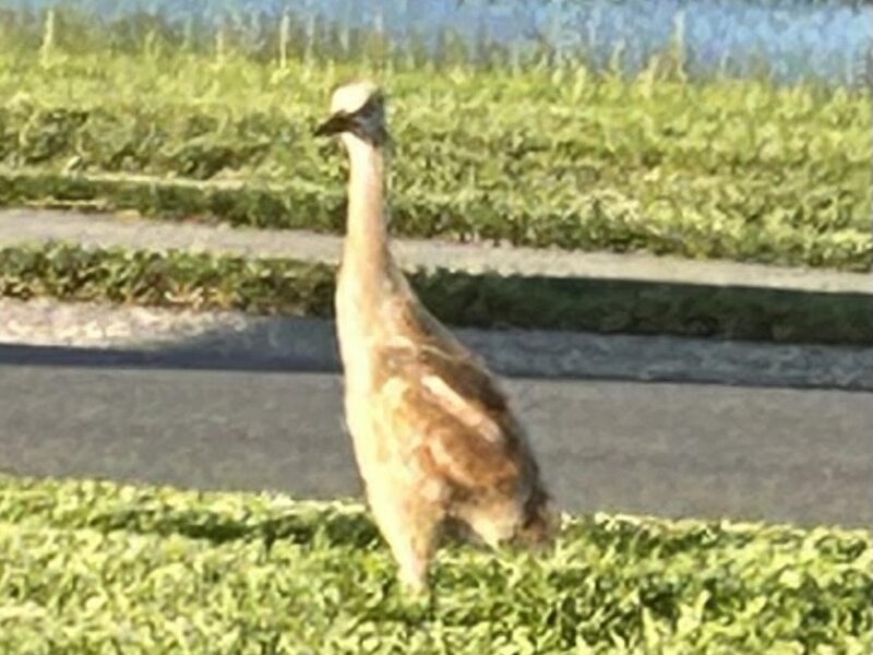 Dorinda Paikoff shared this photo of a baby crane at Royal Highlands
