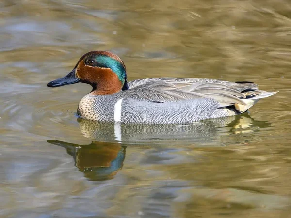 Teal Duck