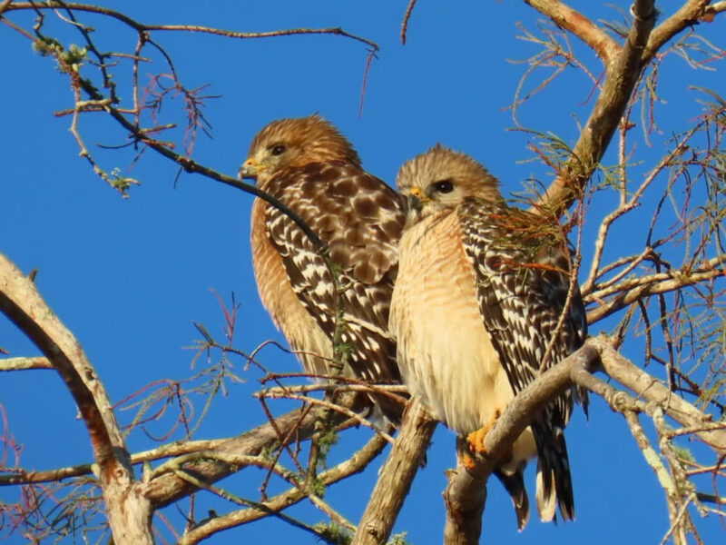 These beauitful hawks were photographed at Harbor Shores in Leesburg