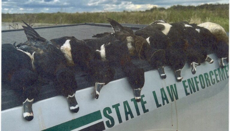Hunters are accused of illegally harvesting these ducks at Emeralda Marsh