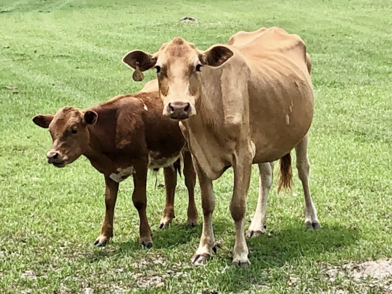 Cow