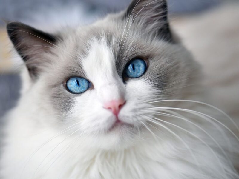 White and gray cat