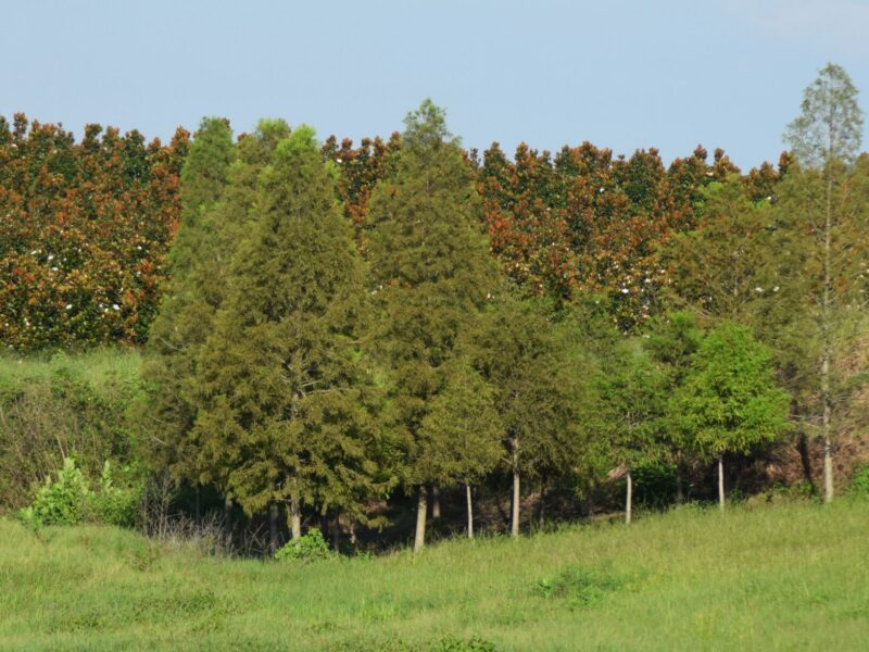 Bald Cypress Mature