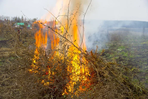 Burning Brush