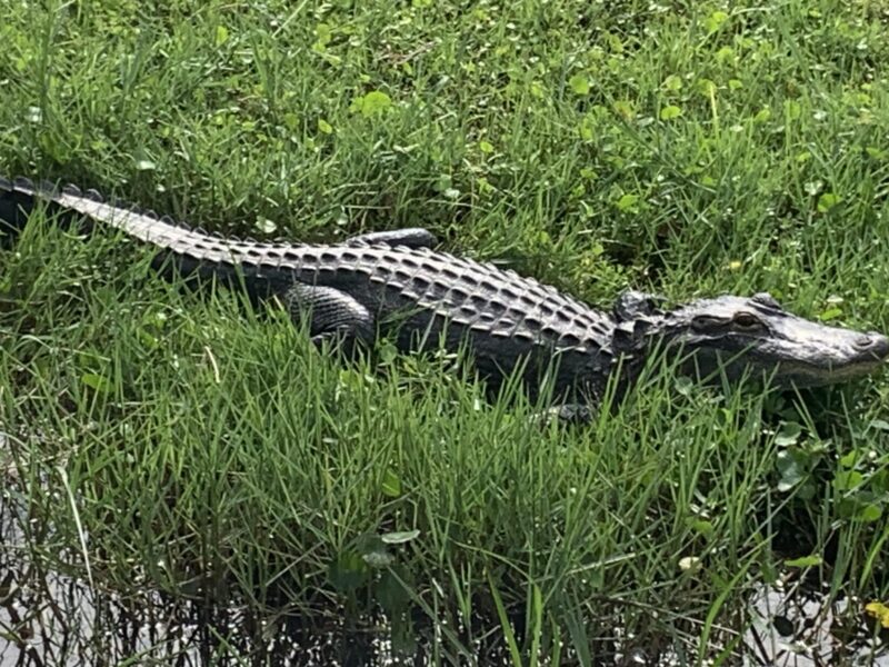 Reader Kimberly Martin shot this photo of an alligator at Venetian Gardens