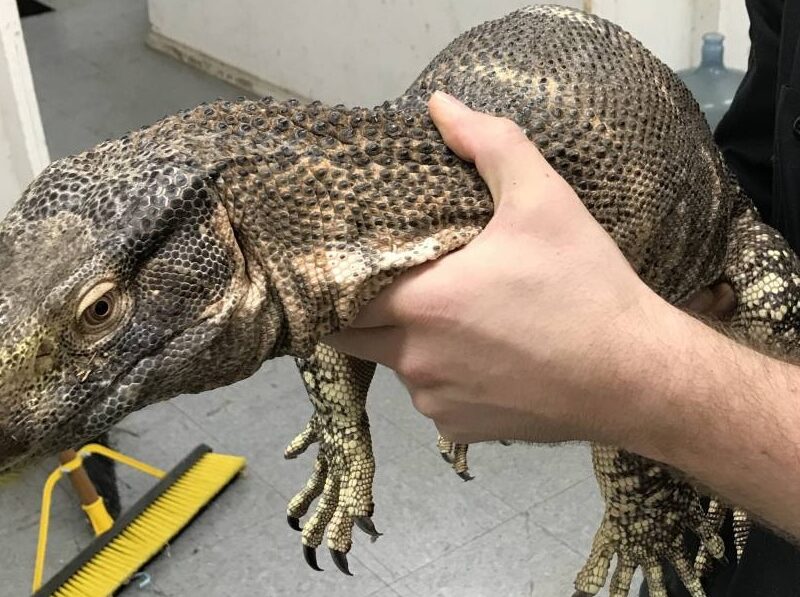 The Black Throat Monitor is a native of Tanzania