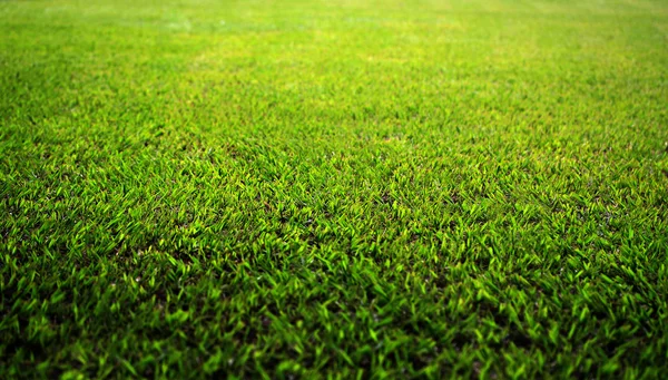 Fertilizer