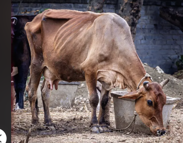 emaciated cow