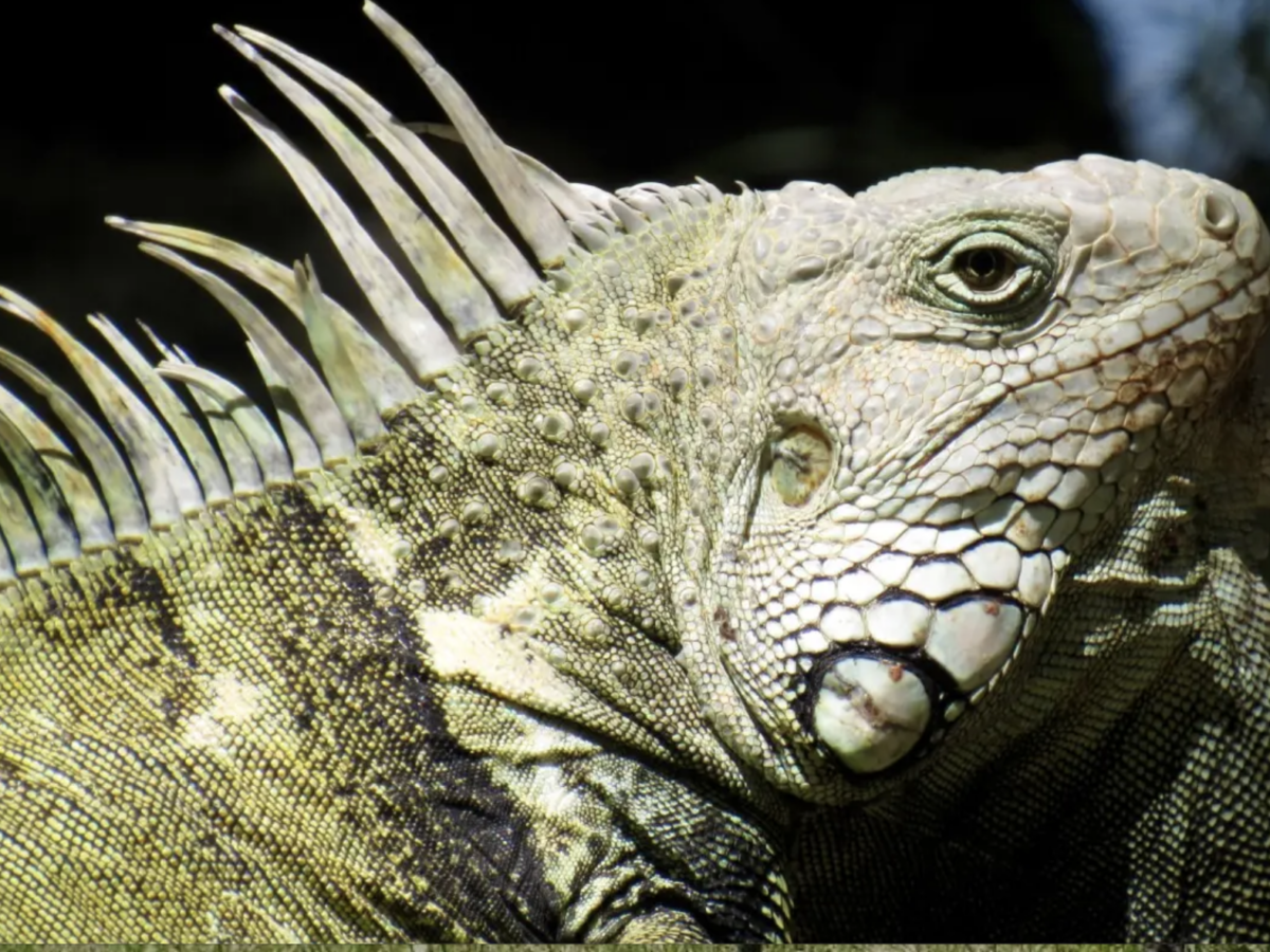 Illegal non-native iguana found in homemade cage on woman’s apartment patio